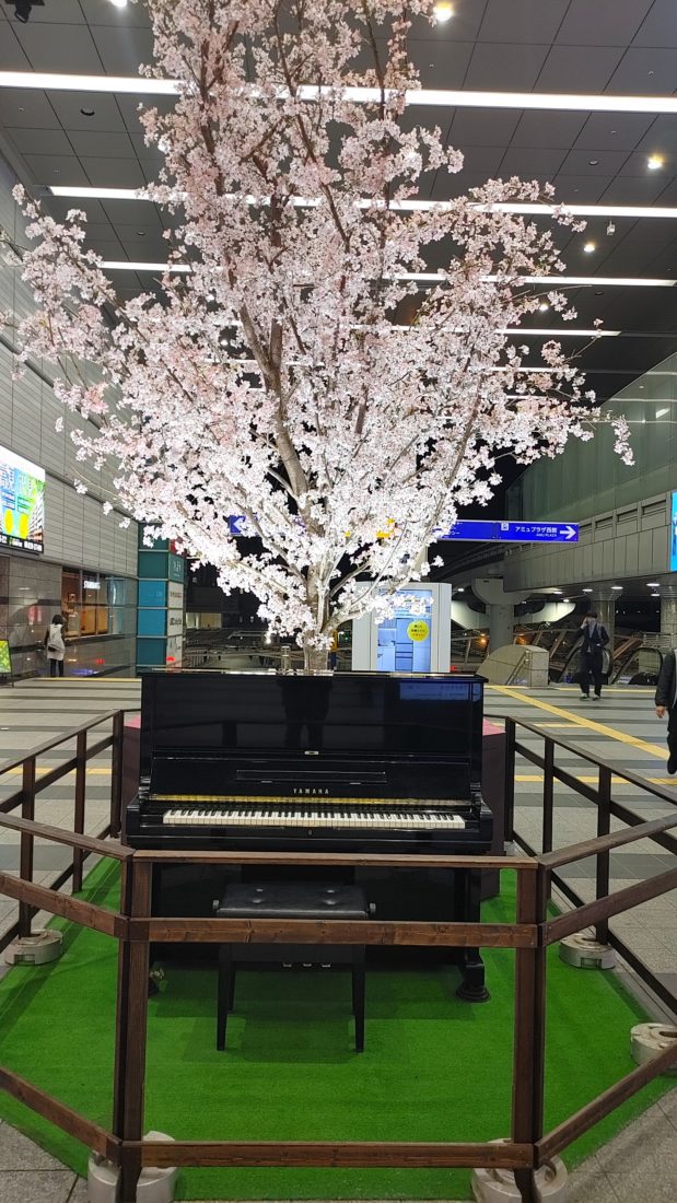 高さ約７mの桜の樹とストリートピアノ