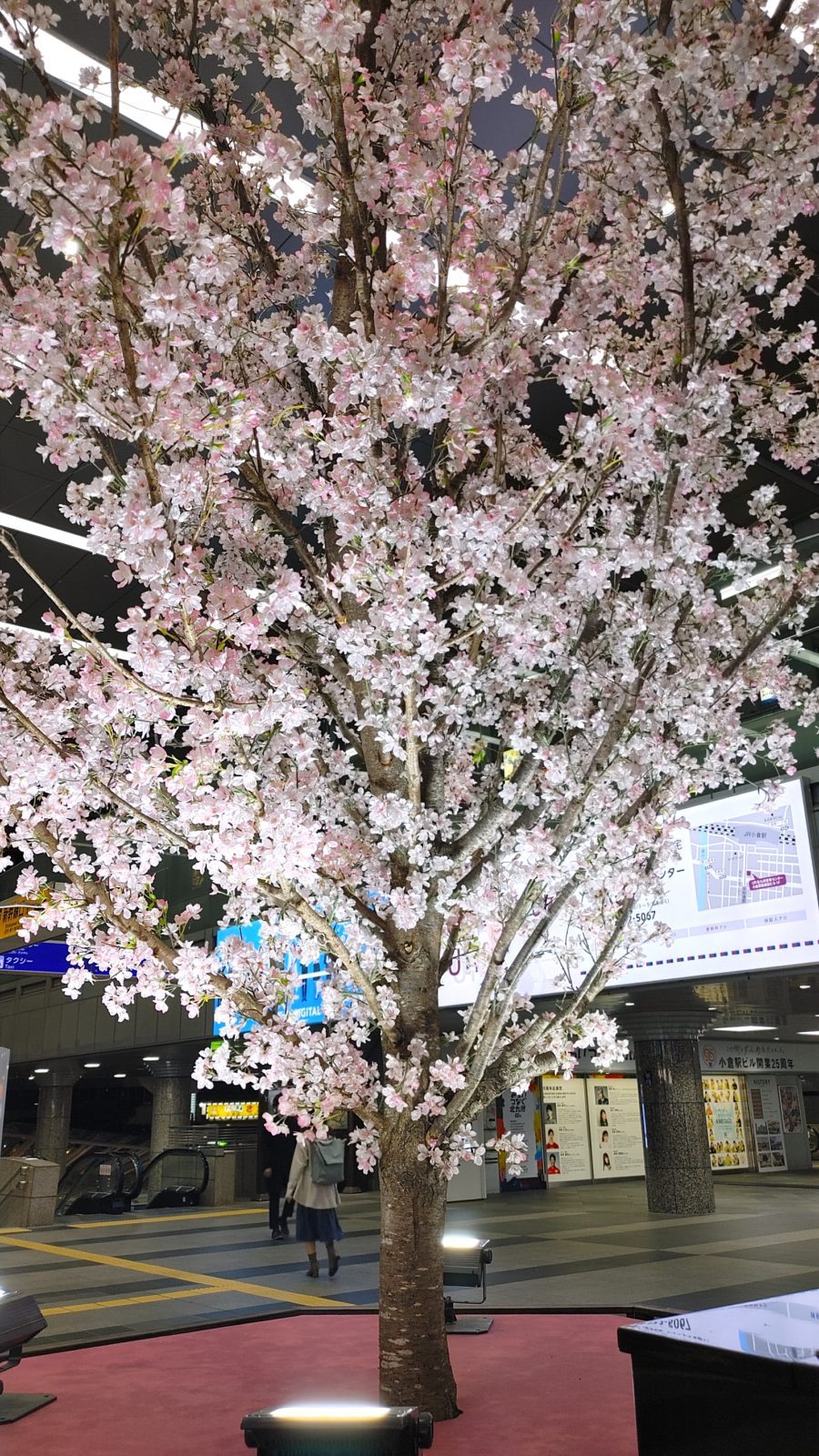 小倉駅3階コンコースに登場した高さ約７mの桜の樹