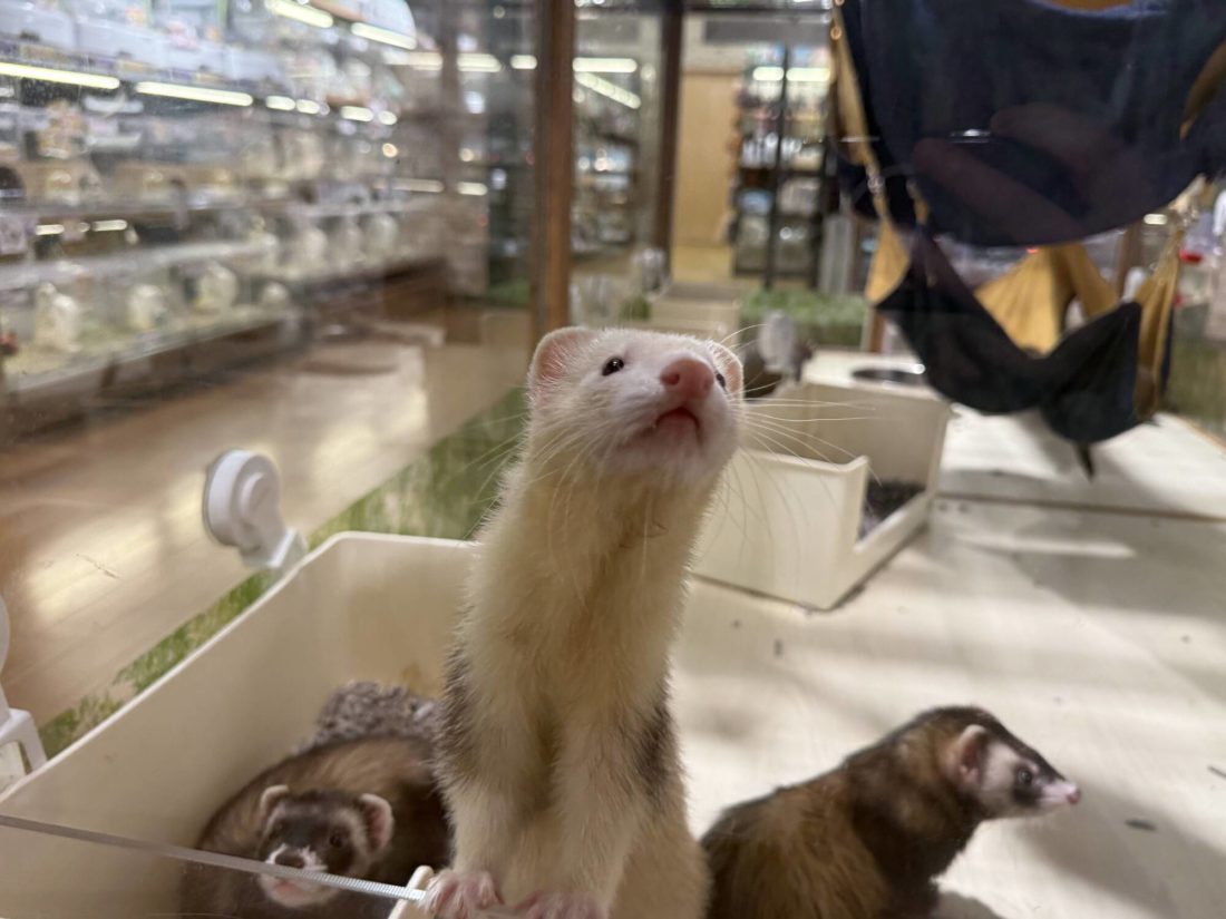 ▲フェレットやモモンガなどのコーナーも