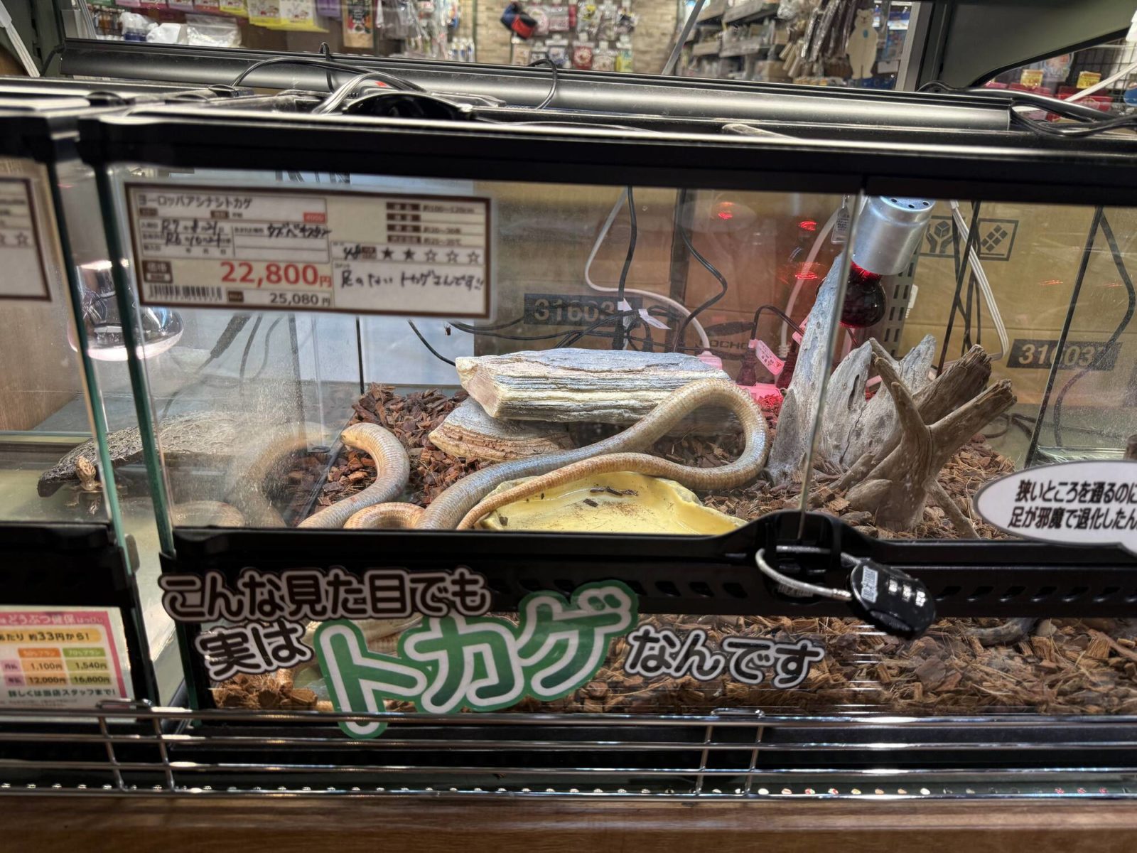 ▲まるで蛇のようなヨーロッパアシナシトカゲ