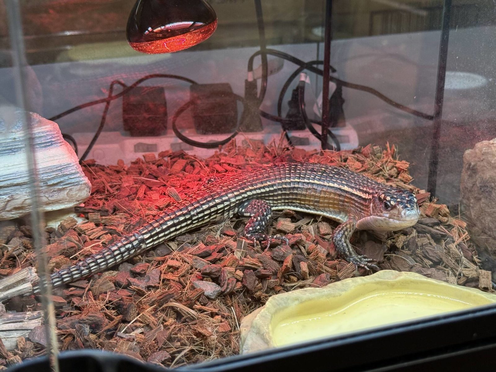 ▲トーゴオニプレートトカゲ