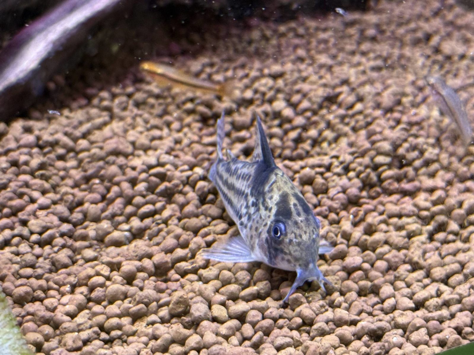 ▲コリドラスカンチンスシュワルツィ